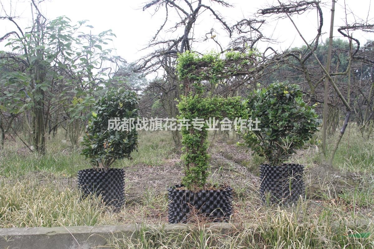 四川小葉女貞拼音字母造型 拼音字母造型價(jià)格 溫江造型基地 