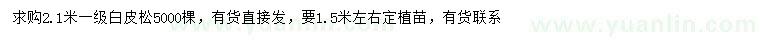 求購2.1米白皮松
