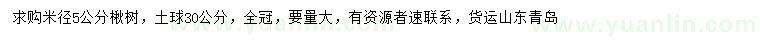 求購米徑5公分楸樹