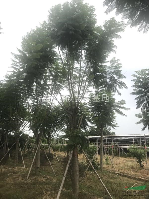 供應(yīng)漳州藍(lán)花楹