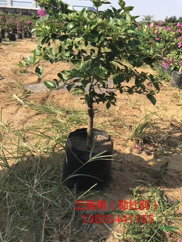 三角梅苗木盆景，造型三角梅批發(fā)基地