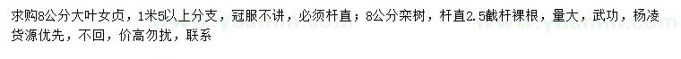 求購(gòu)8公分大葉女貞、欒樹(shù)