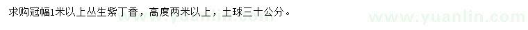 求購冠幅1米以上叢生紫丁香