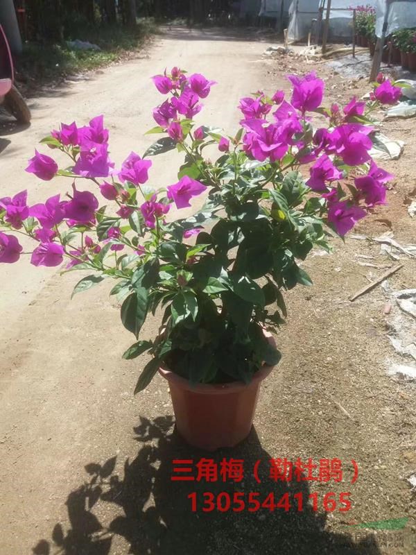 粉色三角梅價格市場價？盆景小苗袋苗大量出售，基地批發(fā)，熱銷四