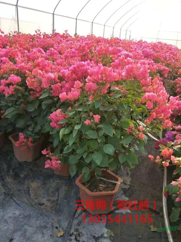 粉色三角梅價格市場價？盆景小苗袋苗大量出售，基地批發(fā)，熱銷四