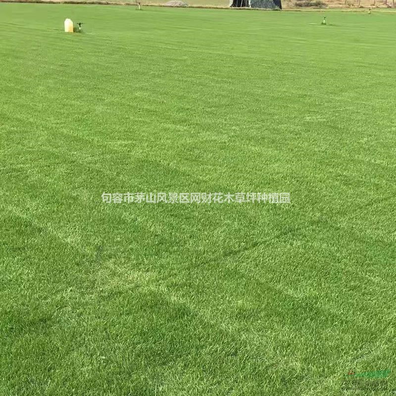 常年低價供應百慕大草坪，馬尼拉草坪，混播草坪，四季青草坪