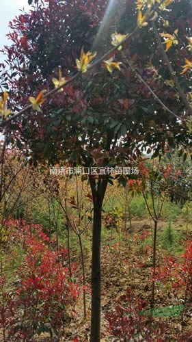 紅葉石楠樹價格4-16公分高桿紅葉石楠參考價格