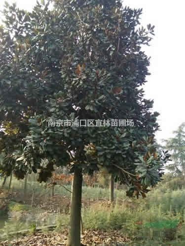 紅葉石楠樹價格4-16公分高桿紅葉石楠參考價格