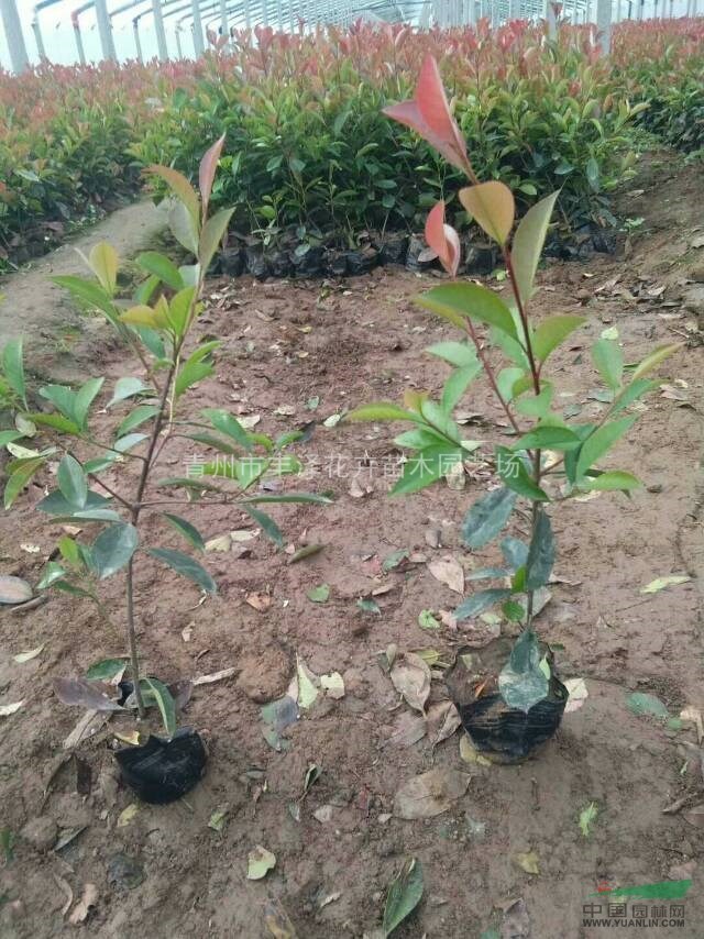 山東紅葉石楠種植培育基地