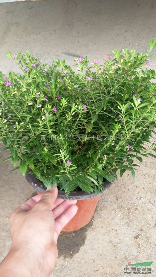 青州市滿天星種植基地