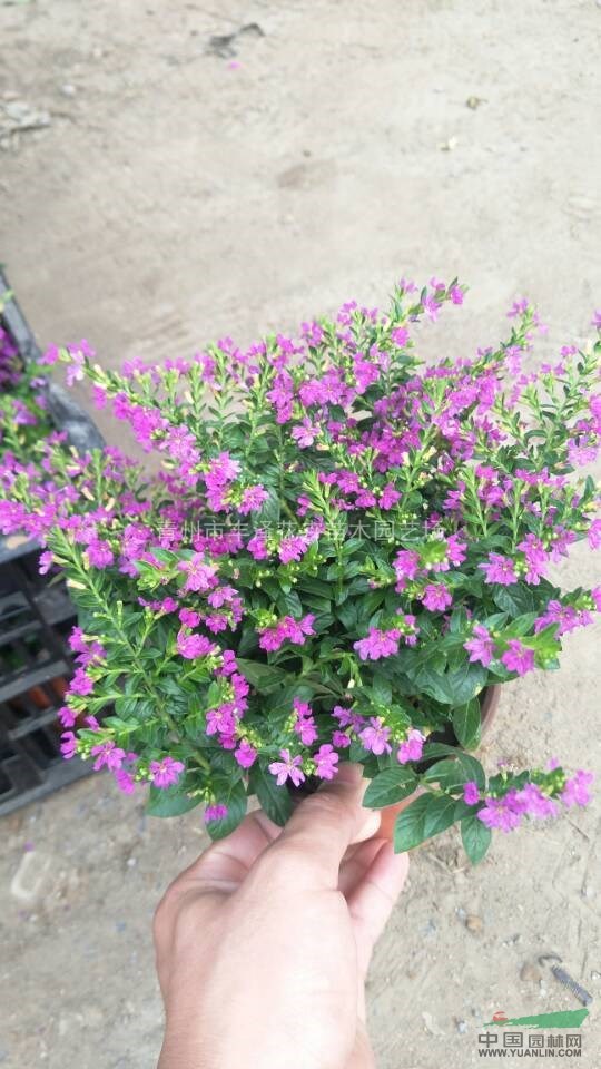 青州市滿天星種植基地