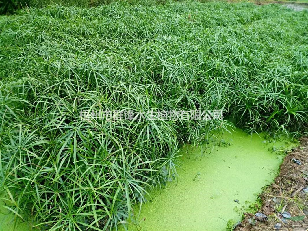 可供西安水生植物基地｜可供西安哪里賣水生植物｜風(fēng)車草基地直銷