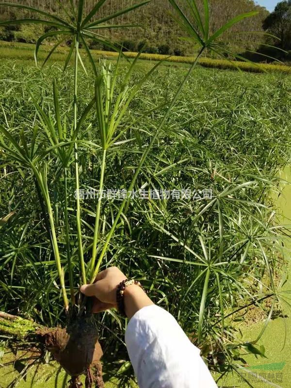 可供西安水生植物基地｜可供西安哪里賣水生植物｜風(fēng)車草基地直銷