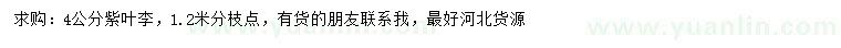 求購4公分紫葉李