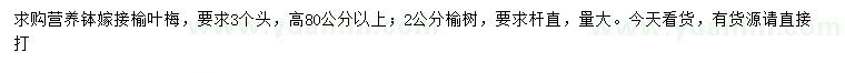 求購高80公分以上嫁接榆葉梅、2公分榆樹
