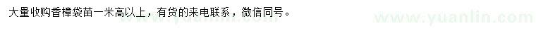求購(gòu)高1米以上香樟