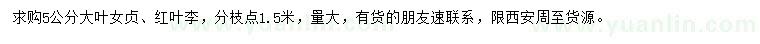 求購(gòu)5公分大葉女貞、紅葉李