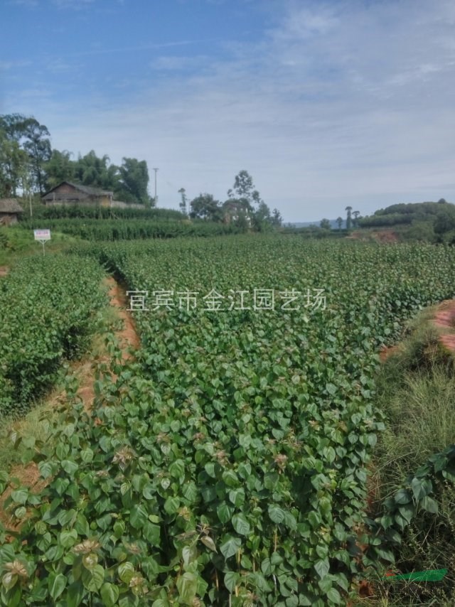 紅色三角梅批發(fā)，紅色三角梅小苗批發(fā) 供應(yīng)，銷售，四川三角梅種