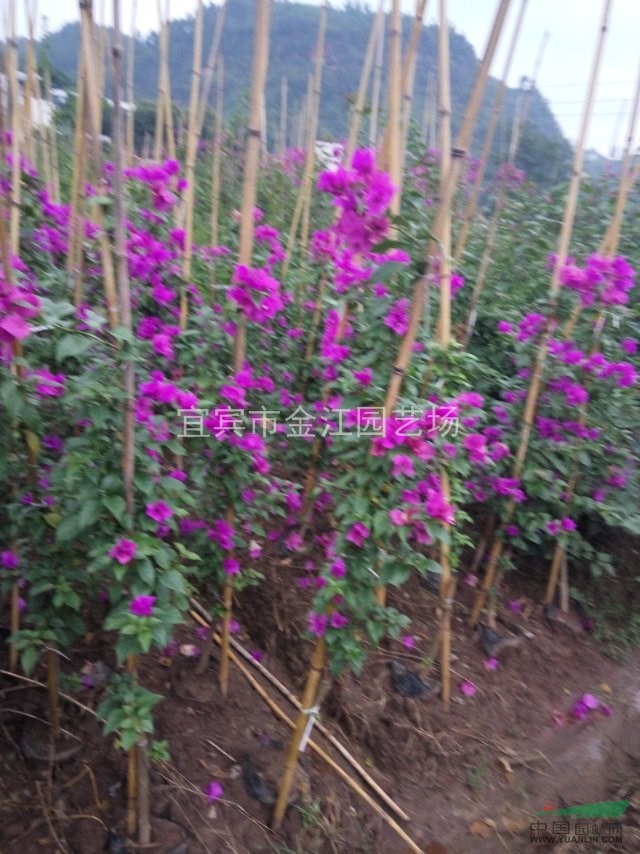 紅色三角梅批發(fā)，紅色三角梅小苗批發(fā) 供應(yīng)，銷售，四川三角梅種