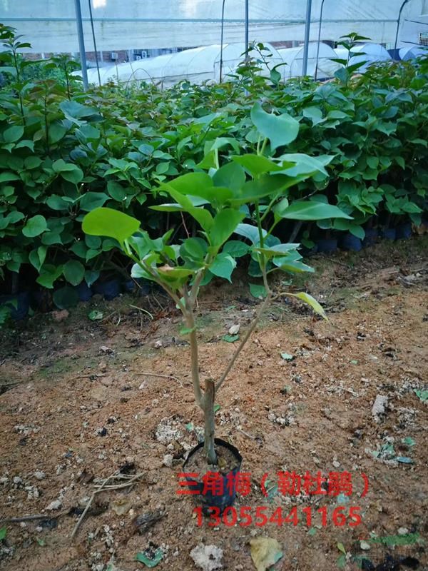 漳州綠櫻三角梅小苗批發(fā)產(chǎn)地，也有幼苗、小苗工程苗、樹樁，基地