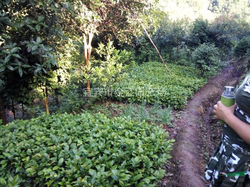 茶花樹批發(fā)價格多少15元株高1.2米冠0.6米四川茶花種基地