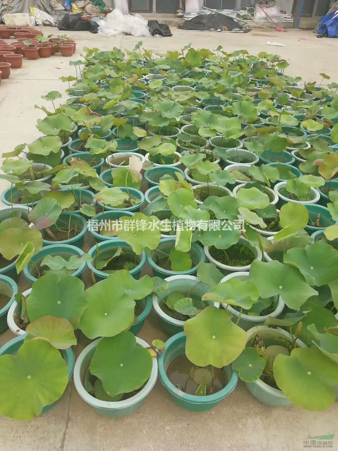 可供云南哪里有賣水生植物｜可供云南哪里銷售生態(tài)水生植物｜荷花