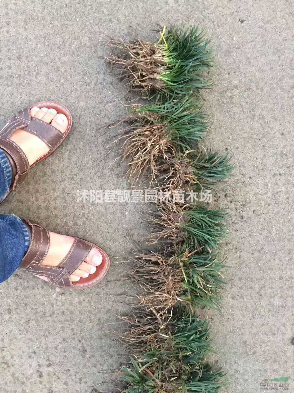 矮麦冬多少钱一棵,矮麦冬产地在哪里,购买日本矮麦冬可快递发货