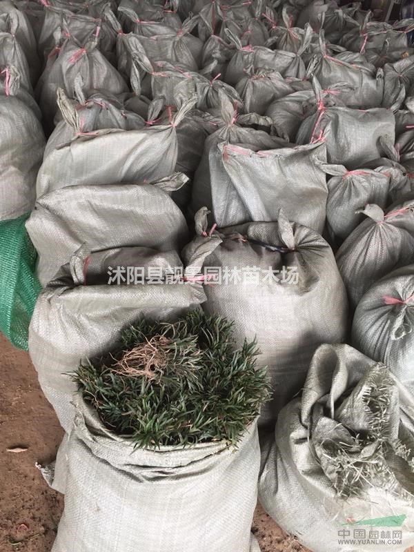 矮麦冬多少钱一棵,矮麦冬产地在哪里,购买日本矮麦冬可快递发货