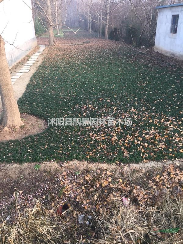 矮麦冬多少钱一棵,矮麦冬产地在哪里,购买日本矮麦冬可快递发货