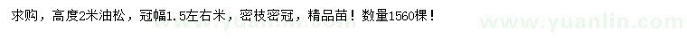 求購高2米油松