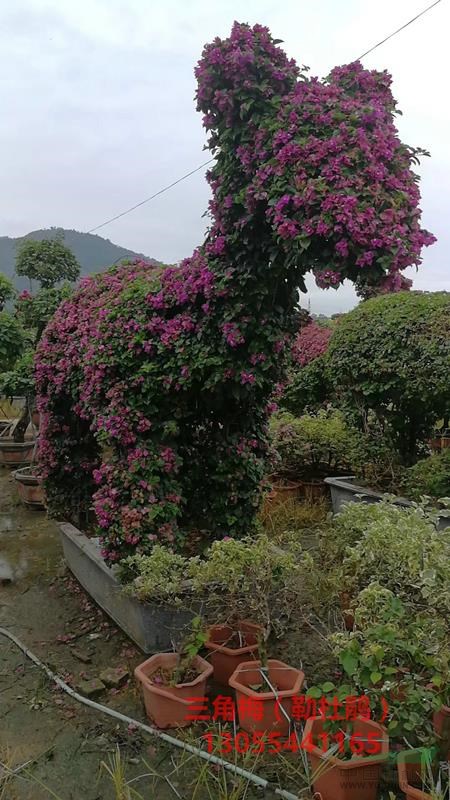 福建三角梅小苗盆栽，有幼苗小苗，還有球形，柱子，動(dòng)植物造型，