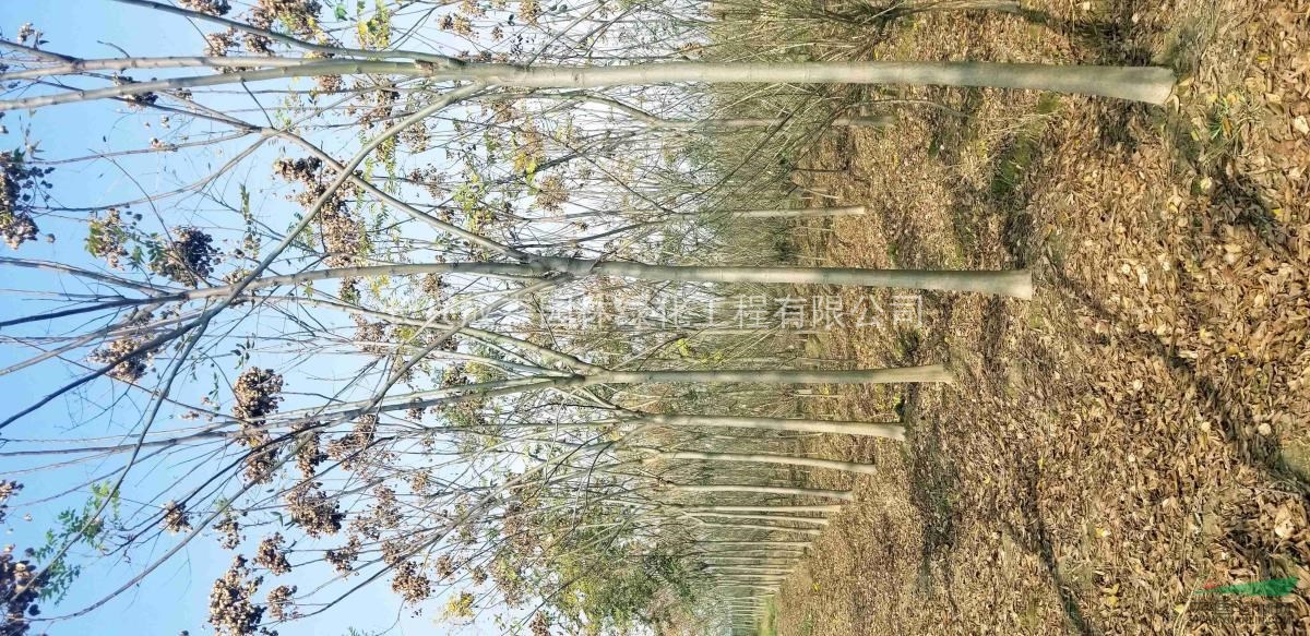 榔榆，红叶李，丛生紫薇，西府海棠，栾树，榉树