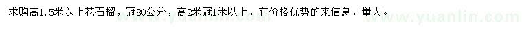 求購高1.5米以上花石榴