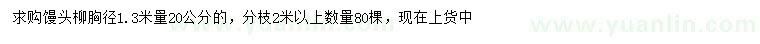 求購1.3米量20公分饅頭柳