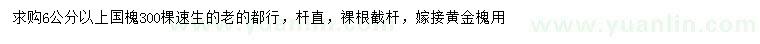 求購6公分以上國槐