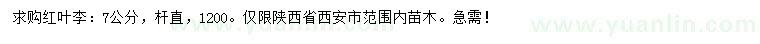 求購7公分紅葉李