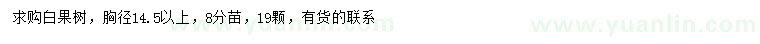 求購胸徑14.5公分以上白果樹