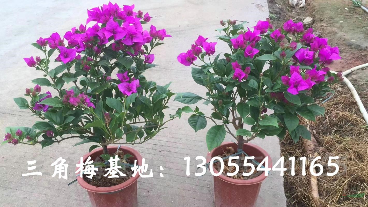 紫色三角梅盆栽批發(fā)基地，造型價(jià)格略降，報價(jià)不高，熱銷(xiāo)四川成都
