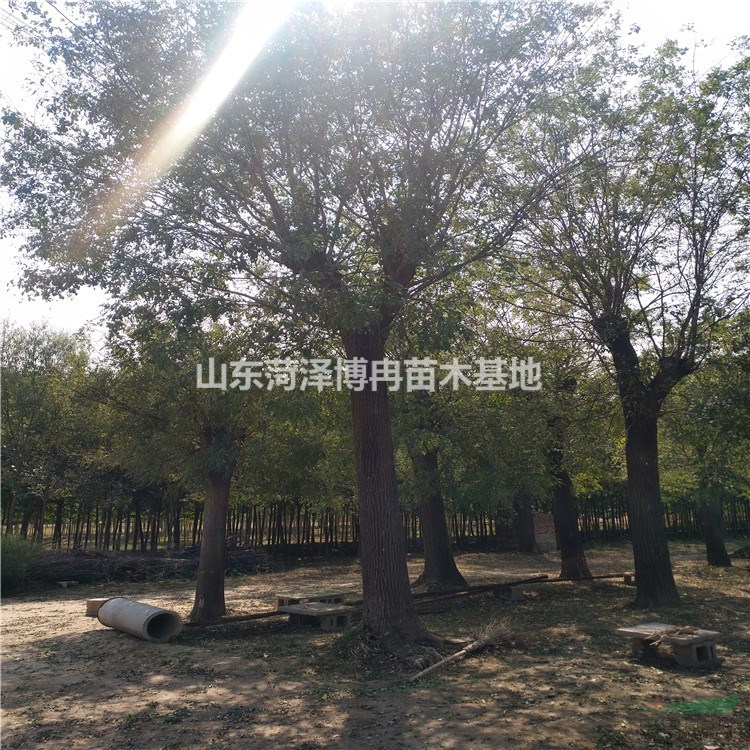 20公分發(fā)冒2年2-4米冠幅工程苗山東博冉苗木價(jià)格低成活率高