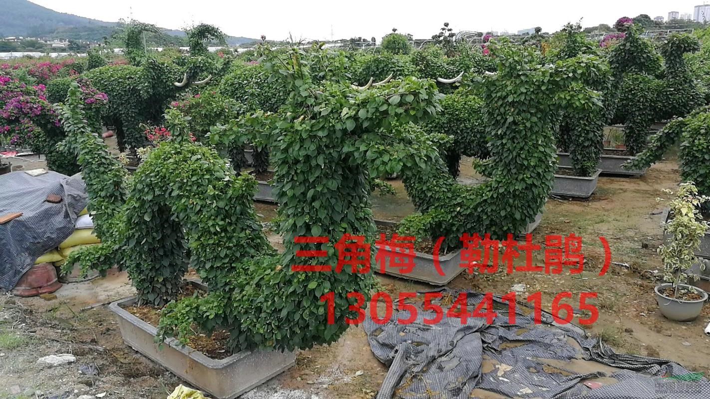 三角梅盆景造型，熱銷四川成都