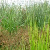 燈心草 燈芯草、藺草、龍須草、野席草、馬棕根、野馬棕