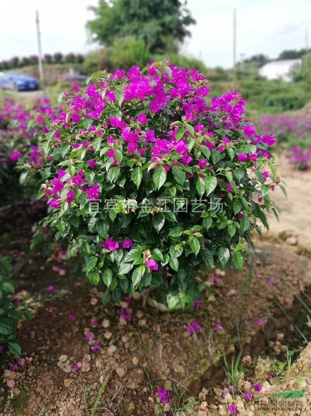 茶花批發(fā)  茶花批發(fā)  茶花樹批發(fā)  批發(fā)七星茶花，四川