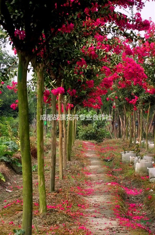 四川紅花高分支紫薇 紫薇工程用苗 成都紫薇苗圃 米徑5公分紫