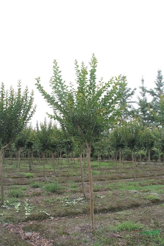 四川紅花高分支紫薇 紫薇工程用苗 成都紫薇苗圃 米徑5公分紫