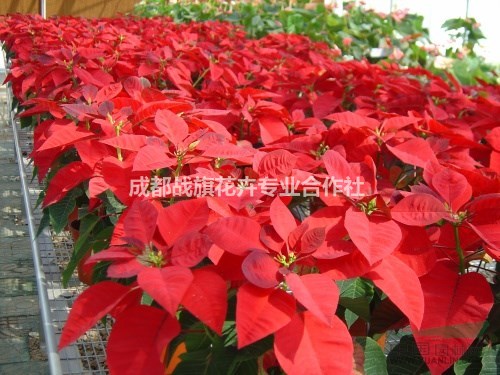 紅紅火一品紅 溫江一品紅苗圃基地 一品紅價格 批量出售一品紅