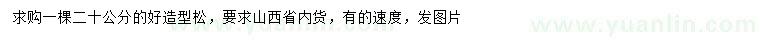 求購20公分造型松