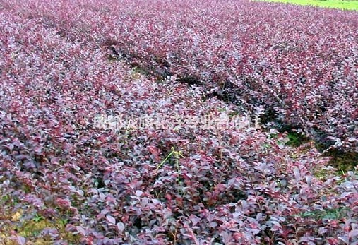 四川長期供應紅繼木 溫江紅繼木綠化苗木基地 紅繼木地苗 