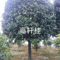 大小規(guī)格高桿桂花基地