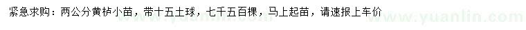 求購2公分黃櫨小苗
