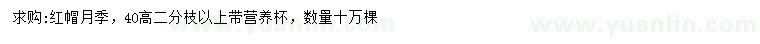 求購(gòu)高40公分紅帽月季